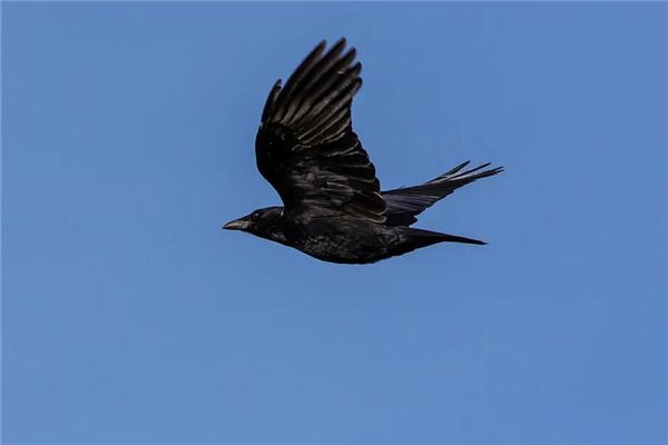 Soñar con un cuervo volando en círculo significa