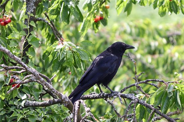 Soñar con el significado de atrapar cuervos