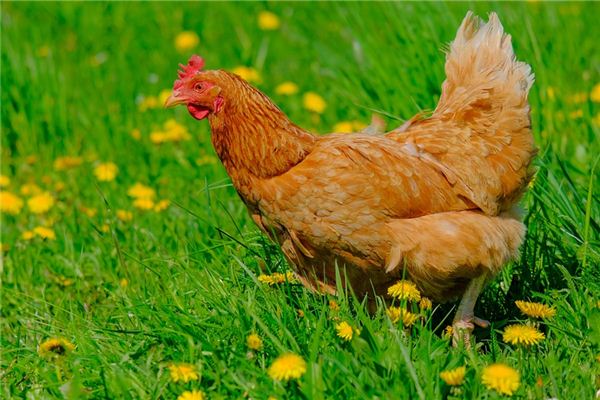 El significado de matar a una gallina en un sueño.