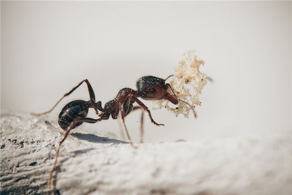 Soñar con el significado de las hormigas con cosas en la boca