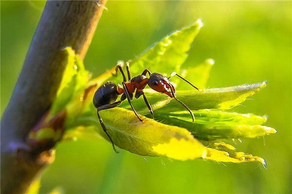 El significado de soñar con dos hormigas peleando