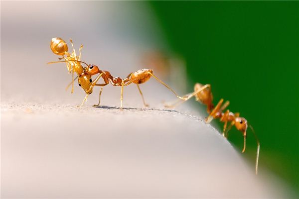 Soñando con el significado de las hormigas en la comida.