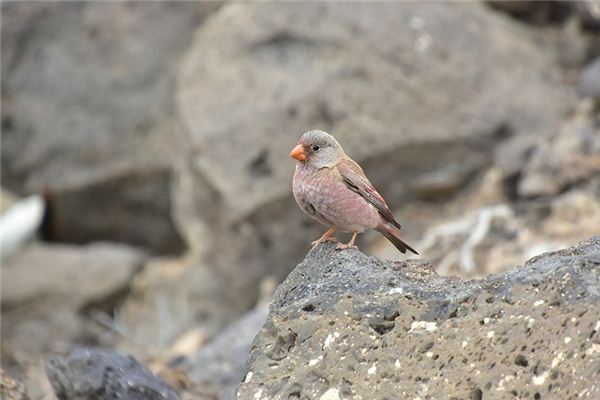 Soñando con el significado de un pájaro