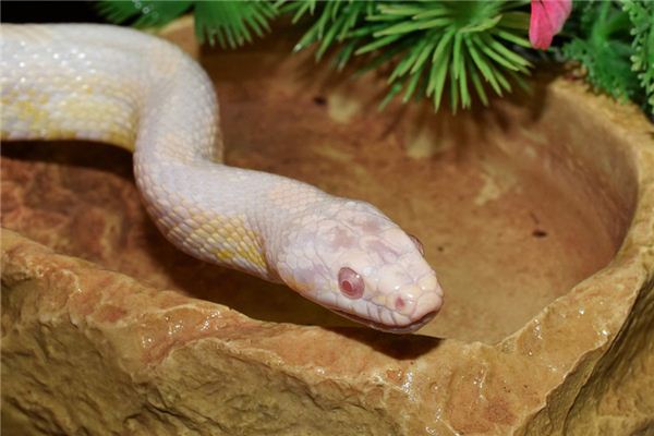 El significado de soñar con una serpiente blanca.