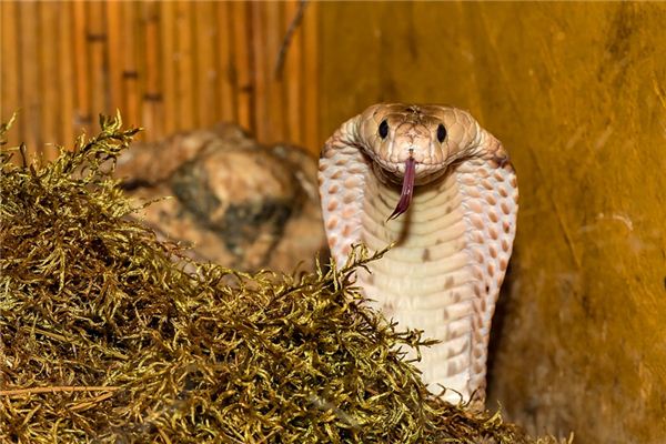 Soñando con el significado de una serpiente venenosa