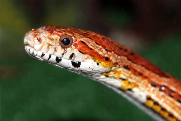 El significado de soñar con serpiente roja