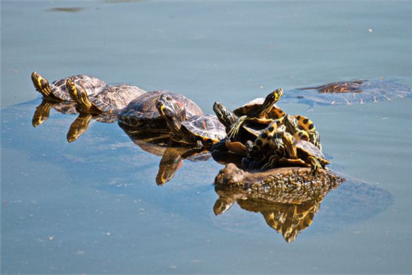 El significado de soñar con una tortuga