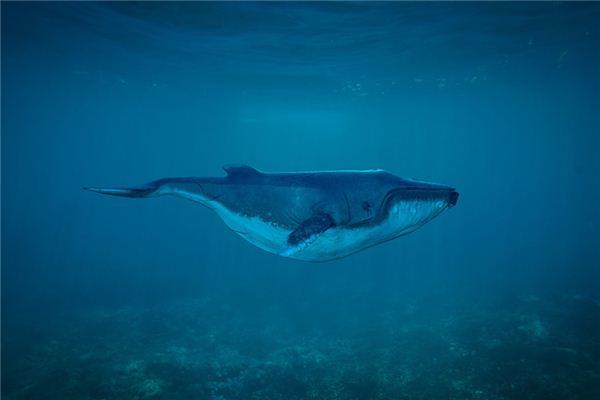 El significado de soñar con ballenas