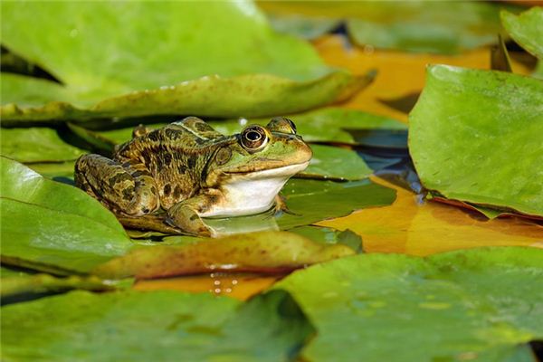 El significado de soñar con ranas.