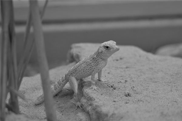Soñando con el significado de gecko