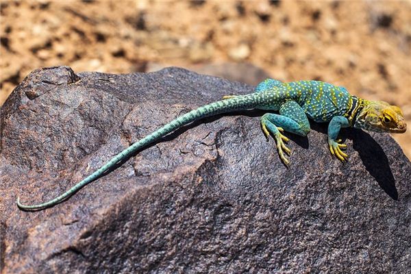 El significado de soñar con un lagarto muerto.