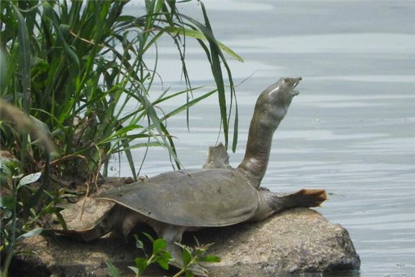 El significado de soñar con tortuga