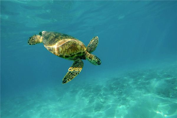 Soñando con el significado de las tortugas marinas