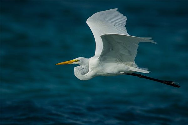 El significado de soñar con pájaros grandes