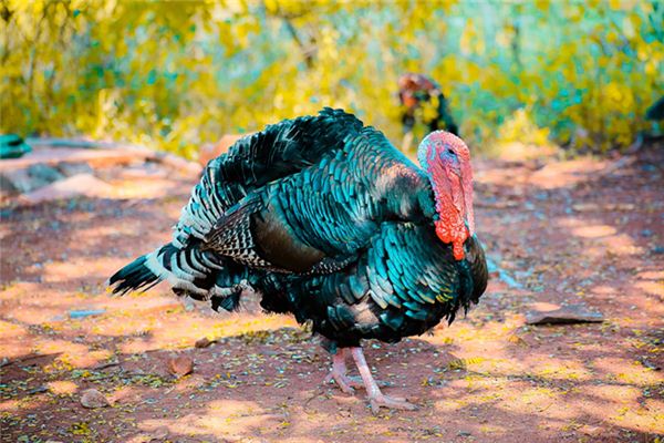 El significado de soñar con pavo