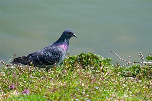 Soñando con el significado de las palomas