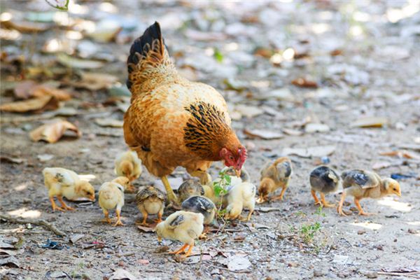 El significado de soñar con pollo