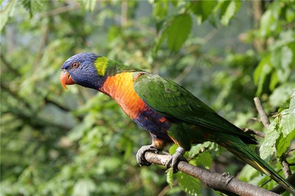 El significado de soñar con loros