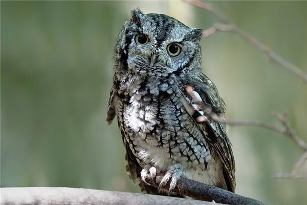 El significado de soñar con búhos