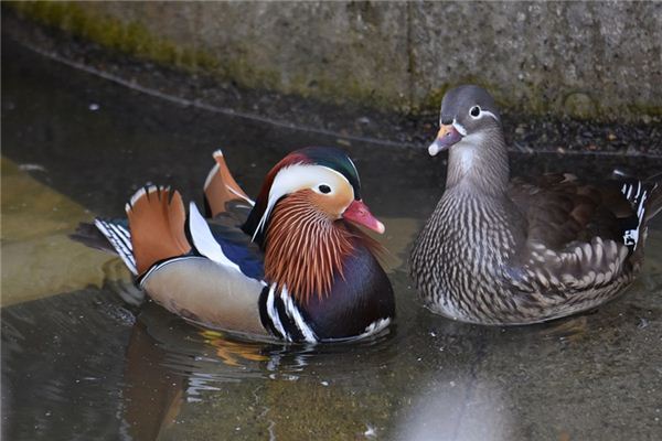 Soñando con el significado de los patos mandarines