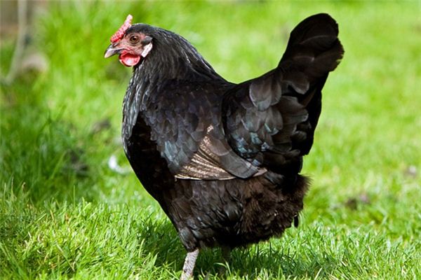 El significado de soñar con pollo negro