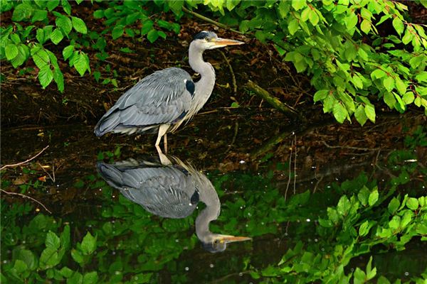 El significado de soñar con aves acuáticas