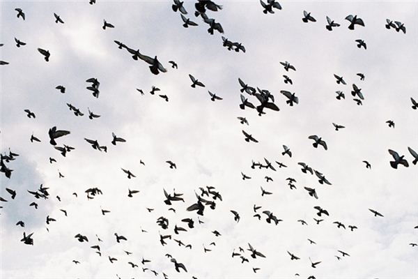 Soñando con el significado de un enjambre de pájaros