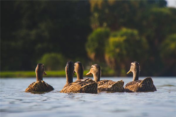 El significado de soñar con patos