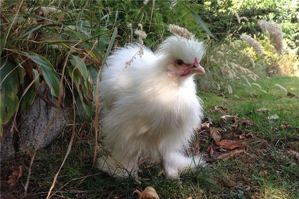 El significado de soñar con gallo