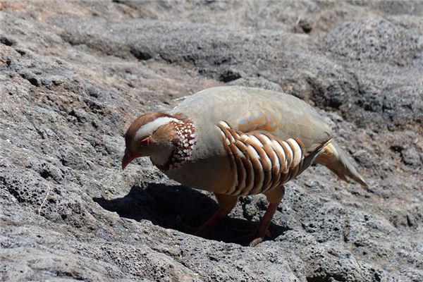 El significado de soñar con pollo de piedra