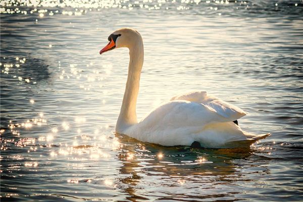 El significado de soñar con cisne