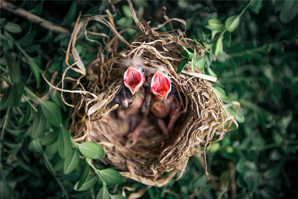 El significado de soñar con nido de pájaro