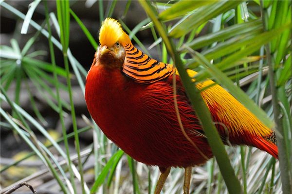 El significado de soñar con pájaro de alas doradas