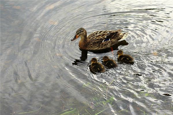 El significado de soñar con patos salvajes