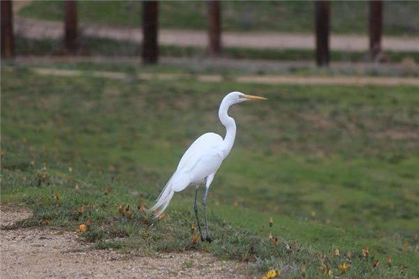 El significado de soñar con grullas blancas