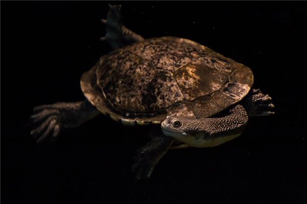 El significado de soñar con tortugas y serpientes