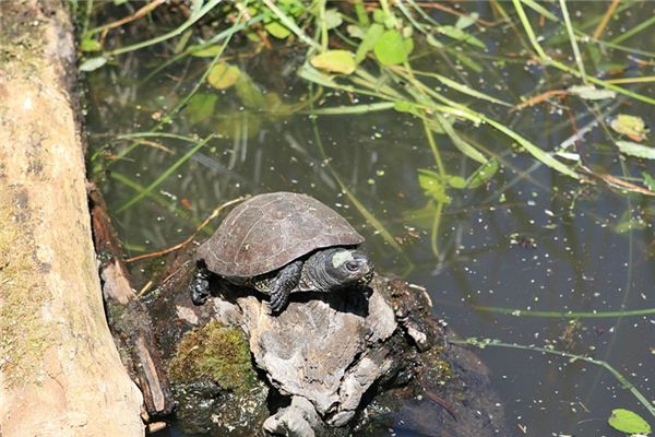 Soñando con el significado de las tortugas