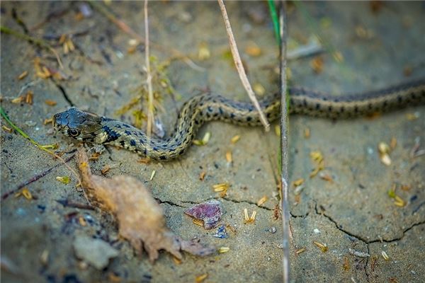 Soñar con matar serpientes y comer carne de serpiente significa