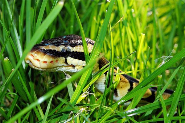 El significado de soñar con boa constrictor negra