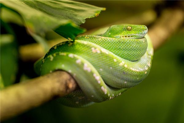 Soñando con el significado de una larga serpiente enrollada