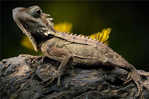 El significado de soñar con un lagarto que se arrastra