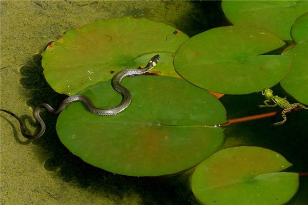 Soñar con ser perseguido por una serpiente significa