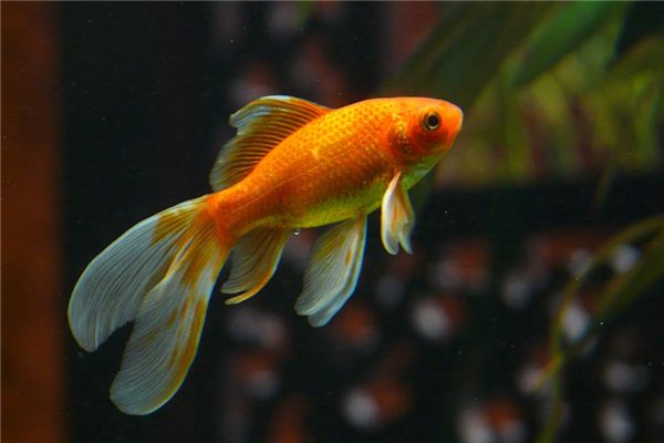 Soñar con el significado de recoger un pez de colores