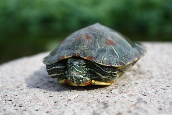 Soñar con el significado de golpear a una tortuga con una piedra