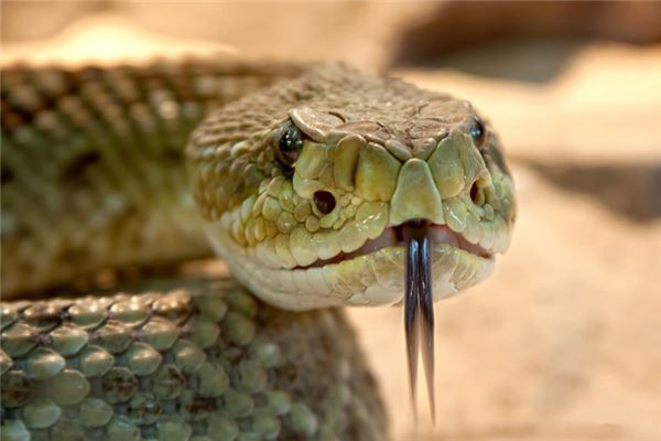 Soñar con matar una serpiente significa