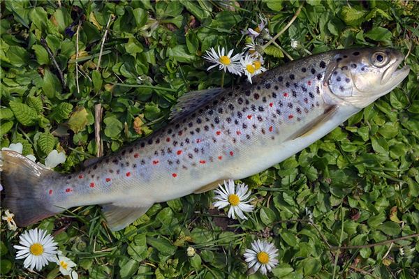 Soñar con atrapar peces significa