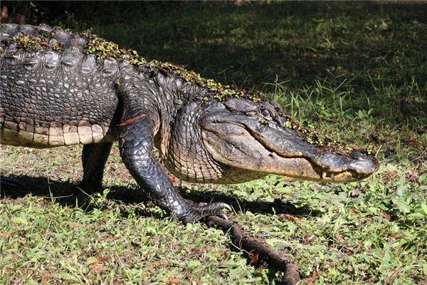 El significado de soñar con un gran cocodrilo.