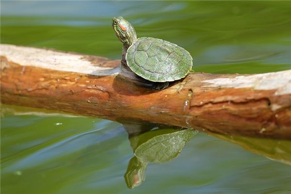 El significado de soñar con tortugas comiendo pescado