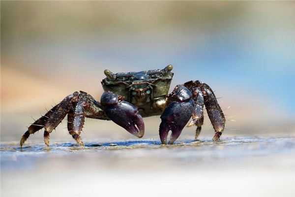 Soñar con el significado de tortugas y cangrejos