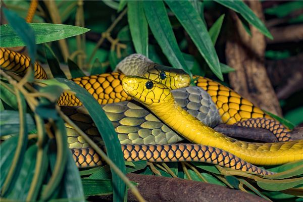 El significado de soñar con serpientes de varios colores.